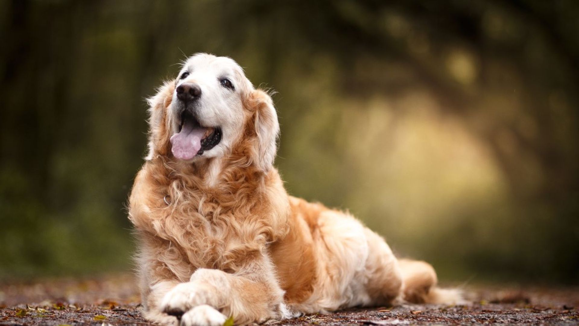 Vet Appointment In Austin, TX 78726 Four Paws Four Points