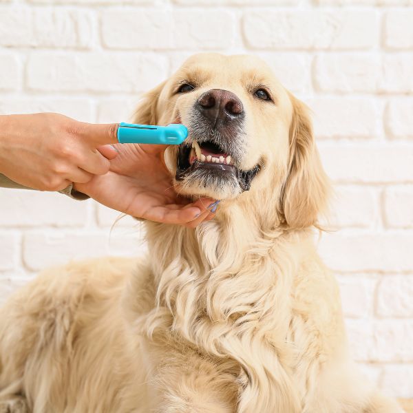 person cleaning dogs teeth