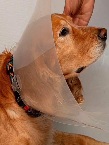 A dog in a surgical cone